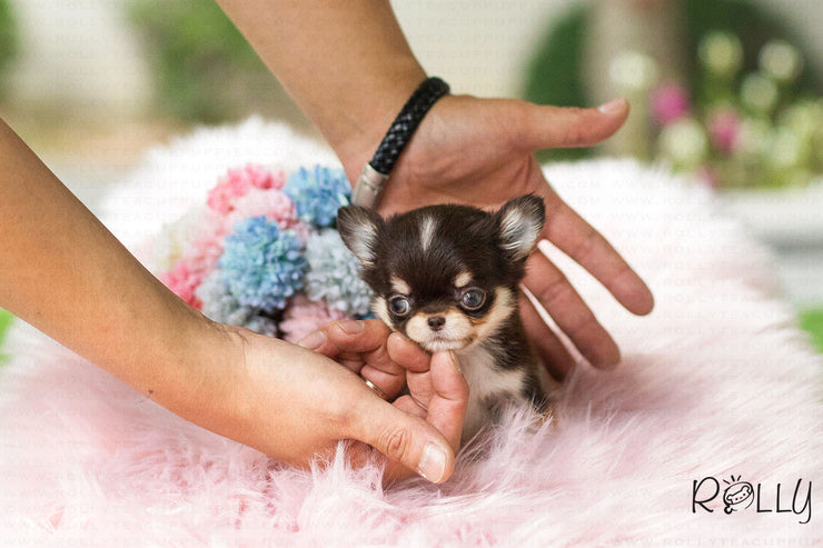 Rolly Teacup Puppies (Purchased by Levy) Mia - Chihuahua. F.
