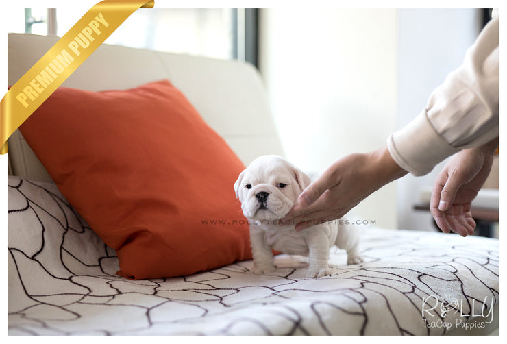 Rolly Teacup Puppies (SOLD to Sauer) Michelin - English Bulldog. F.