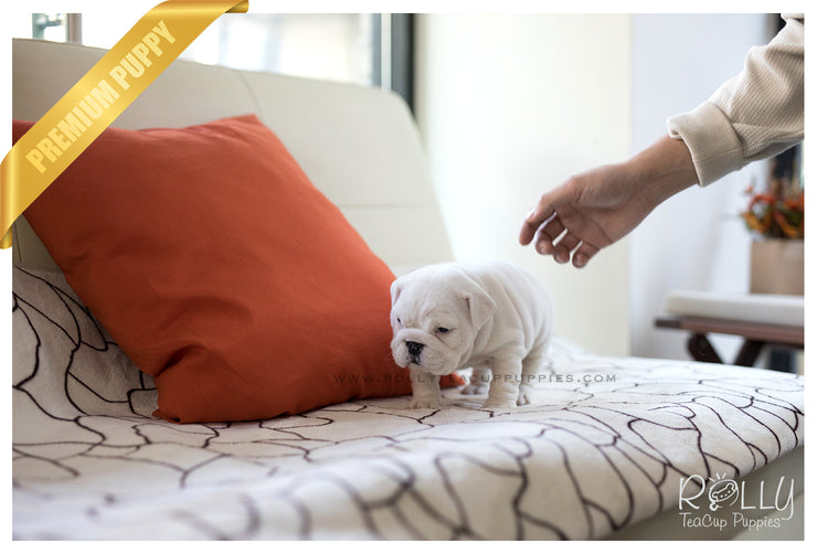 Rolly Teacup Puppies (SOLD to Sauer) Michelin - English Bulldog. F.