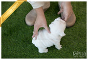 Rolly Teacup Puppies (SOLD to Sauer) Michelin - English Bulldog. F.