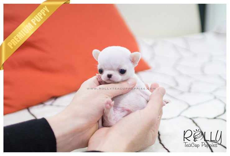 Rolly Teacup Puppies (SOLD to Hammond) Mickey - Chihuahua. M.