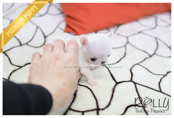 Rolly Teacup Puppies (SOLD to Hammond) Mickey - Chihuahua. M.