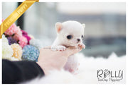 Rolly Teacup Puppies (SOLD to Hammond) Mickey - Chihuahua. M.