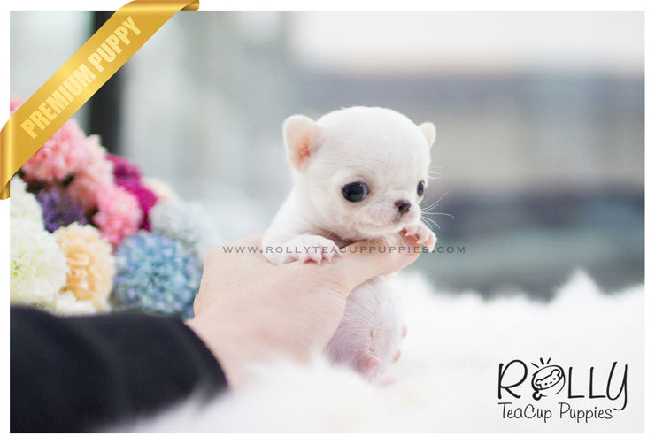 Rolly Teacup Puppies (SOLD to Hammond) Mickey - Chihuahua. M.