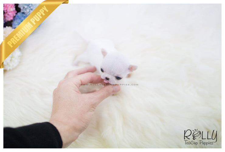 Rolly Teacup Puppies (SOLD to Hammond) Mickey - Chihuahua. M.