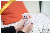 Rolly Teacup Puppies (SOLD to Hammond) Mickey - Chihuahua. M.