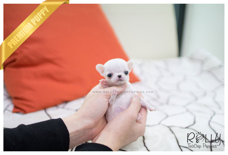 Rolly Teacup Puppies (SOLD to Hammond) Mickey - Chihuahua. M.