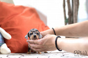 Rolly Teacup Puppies (SOLD to Fragomele) Mickey - Dachshund. M.