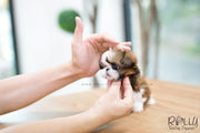 Rolly Teacup Puppies (SOLD to Hernandez) Miley - Shih Tzu. F.