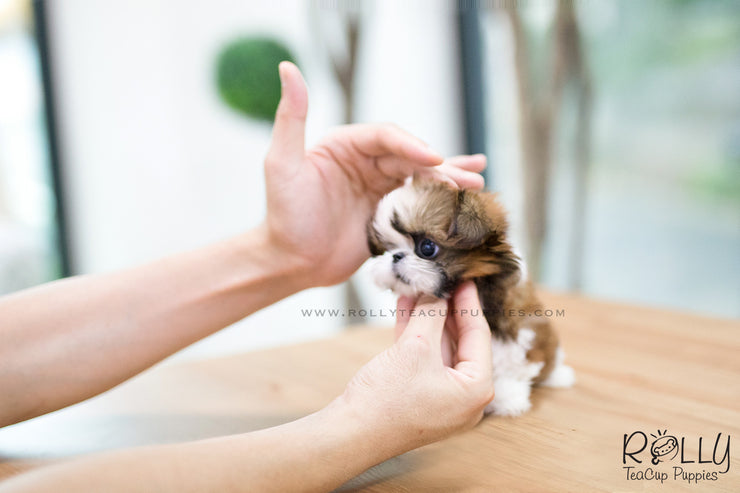 Rolly Teacup Puppies (SOLD to Hernandez) Miley - Shih Tzu. F.