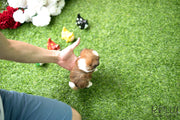 Rolly Teacup Puppies (SOLD to Hernandez) Miley - Shih Tzu. F.