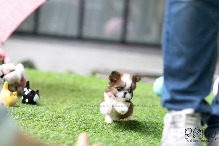 Rolly Teacup Puppies (SOLD to Hernandez) Miley - Shih Tzu. F.