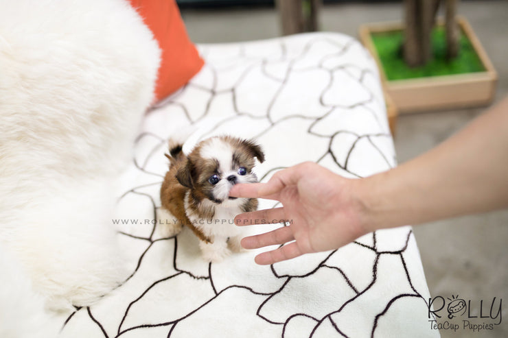 Rolly Teacup Puppies (SOLD to Hernandez) Miley - Shih Tzu. F.