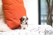 Rolly Teacup Puppies (SOLD to Hernandez) Miley - Shih Tzu. F.