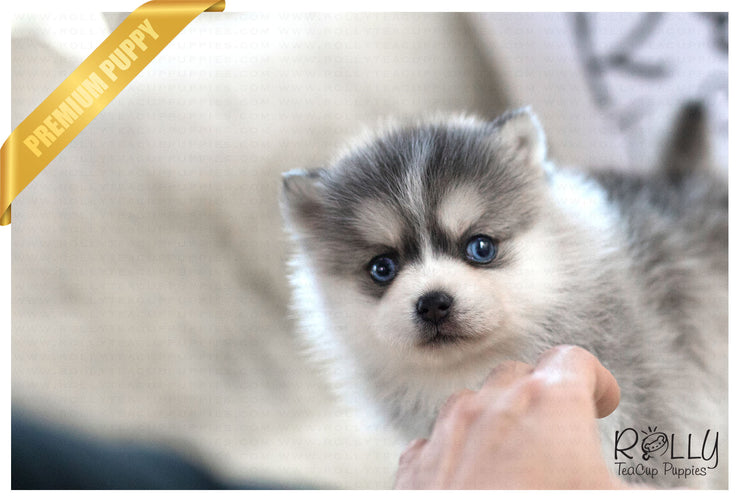 Rolly Teacup Puppies (Purchased by Ghandour) Mille - Pomsky. F.