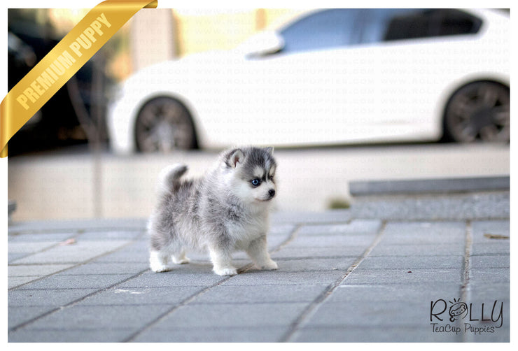 Rolly Teacup Puppies (Purchased by Ghandour) Mille - Pomsky. F.