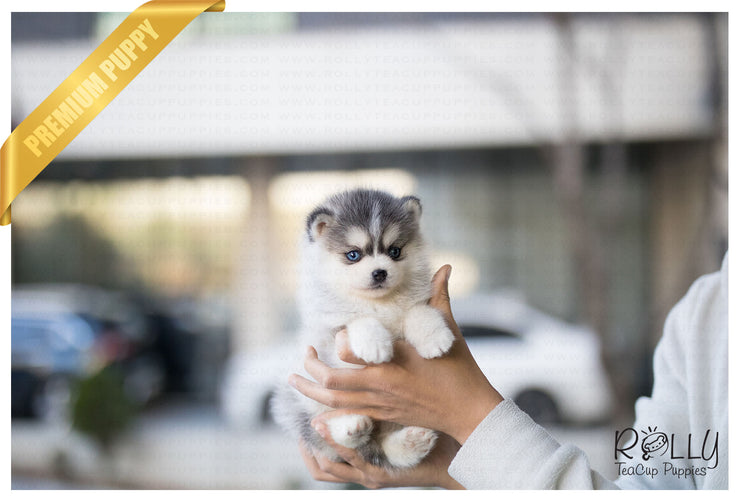 Rolly Teacup Puppies (Purchased by Ghandour) Mille - Pomsky. F.