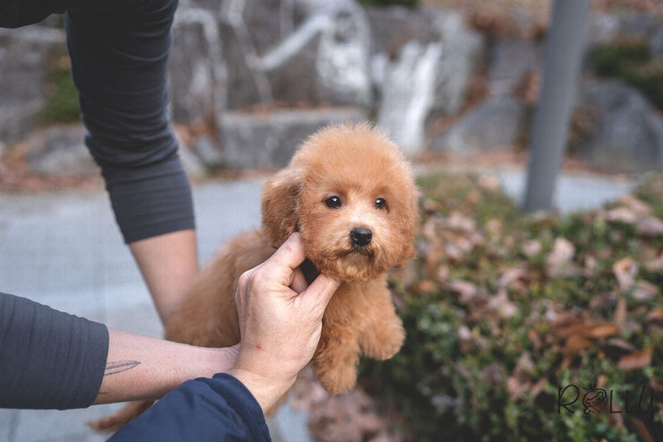 Rolly Teacup Puppies (PURCHASED by CHU) MILLIE - G. Doodle. F.