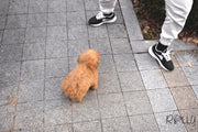 Rolly Teacup Puppies (PURCHASED by CHU) MILLIE - G. Doodle. F.