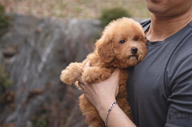 Rolly Teacup Puppies (PURCHASED by CHU) MILLIE - G. Doodle. F.