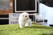 Rolly Teacup Puppies (SOLD to Hattat) Snow - Bichon. M.