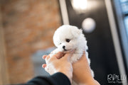 Rolly Teacup Puppies (SOLD to Hattat) Snow - Bichon. M.