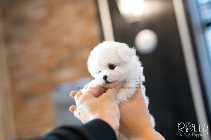 Rolly Teacup Puppies (SOLD to Hattat) Snow - Bichon. M.