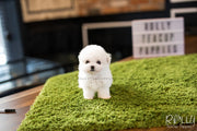 Rolly Teacup Puppies (SOLD to Hattat) Snow - Bichon. M.