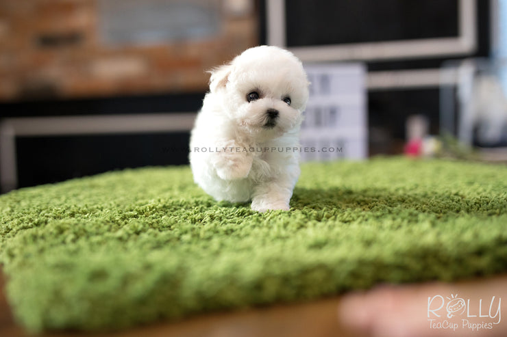 Rolly Teacup Puppies (SOLD to Hattat) Snow - Bichon. M.