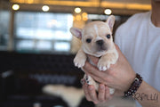 Rolly Teacup Puppies (PURCHASED by Crossman) MINNIE - French Bulldog. F.