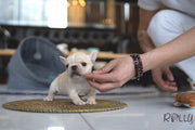 Rolly Teacup Puppies (PURCHASED by Crossman) MINNIE - French Bulldog. F.