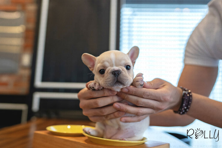 Rolly Teacup Puppies (PURCHASED by Crossman) MINNIE - French Bulldog. F.