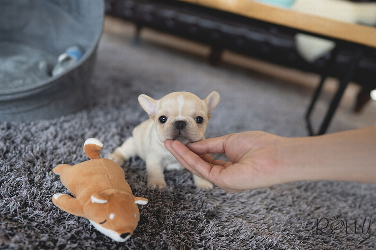 Rolly Teacup Puppies (PURCHASED by Crossman) MINNIE - French Bulldog. F.