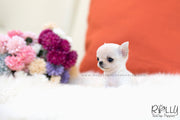 Rolly Teacup Puppies (SOLD to Davis) Mint - Chihuahua. F.