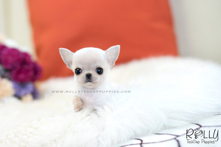 Rolly Teacup Puppies (SOLD to Davis) Mint - Chihuahua. F.