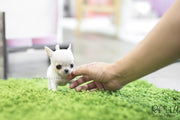 Rolly Teacup Puppies (SOLD to Davis) Mint - Chihuahua. F.