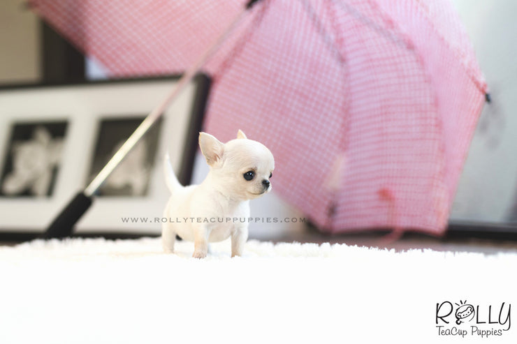 Rolly Teacup Puppies (SOLD to Davis) Mint - Chihuahua. F.