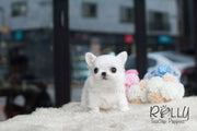 Rolly Teacup Puppies Mochi - Long Hair Chihuahua.