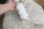 Rolly Teacup Puppies Mochi - Long Hair Chihuahua.