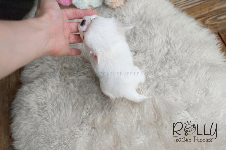Rolly Teacup Puppies Mochi - Long Hair Chihuahua.