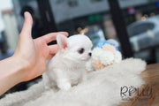 Rolly Teacup Puppies Mochi - Long Hair Chihuahua.