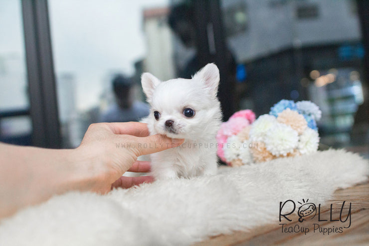 Rolly Teacup Puppies Mochi - Long Hair Chihuahua.