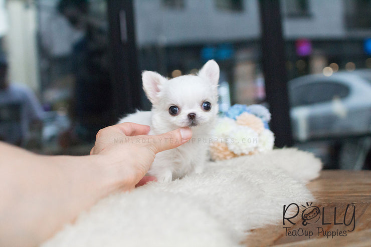 Rolly Teacup Puppies Mochi - Long Hair Chihuahua.