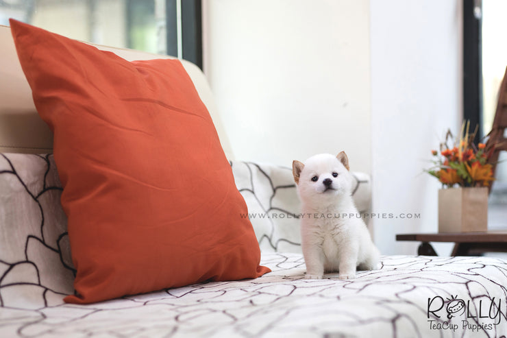 Rolly Teacup Puppies (SOLD to Monroy) Mochi - Shiba Inu. F.