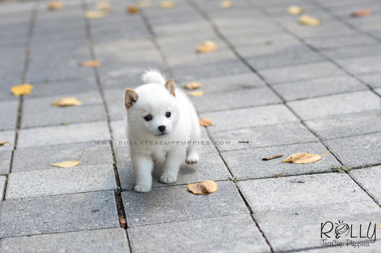 Rolly Teacup Puppies (SOLD to Monroy) Mochi - Shiba Inu. F.