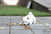 Rolly Teacup Puppies (SOLD to Monroy) Mochi - Shiba Inu. F.