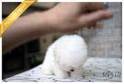 Rolly Teacup Puppies (Purchased by Korman) MOET - Coton De Tulear. F.