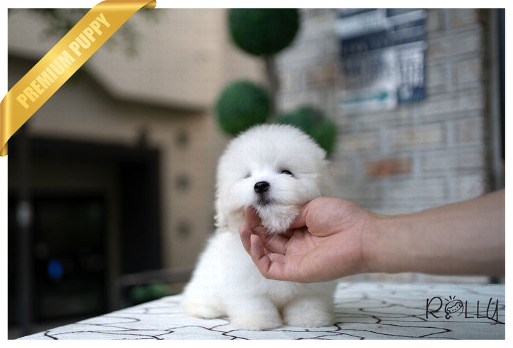 Rolly Teacup Puppies (Purchased by Korman) MOET - Coton De Tulear. F.