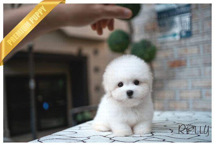 Rolly Teacup Puppies (Purchased by Korman) MOET - Coton De Tulear. F.
