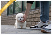 Rolly Teacup Puppies (Purchased by Korman) MOET - Coton De Tulear. F.